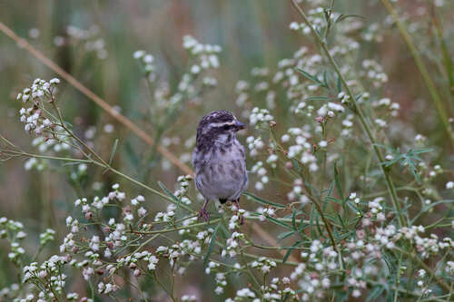 Reichenow's Seedeater (Crithagra reichenowi), photo 7