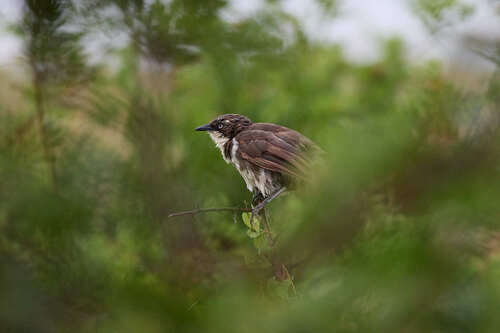 Northern Pied Babbler (Turdoides hypoleuca), photo 6