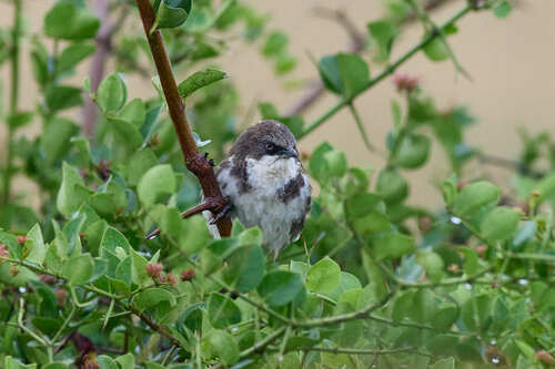 Northern Pied Babbler (Turdoides hypoleuca), photo 9