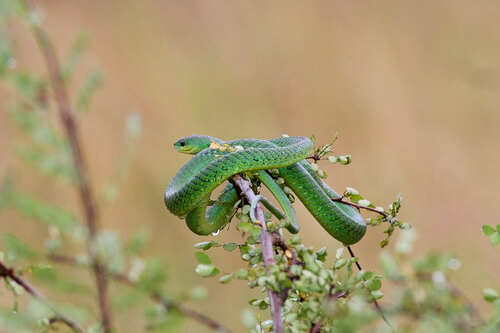 Battersby's Green Snake