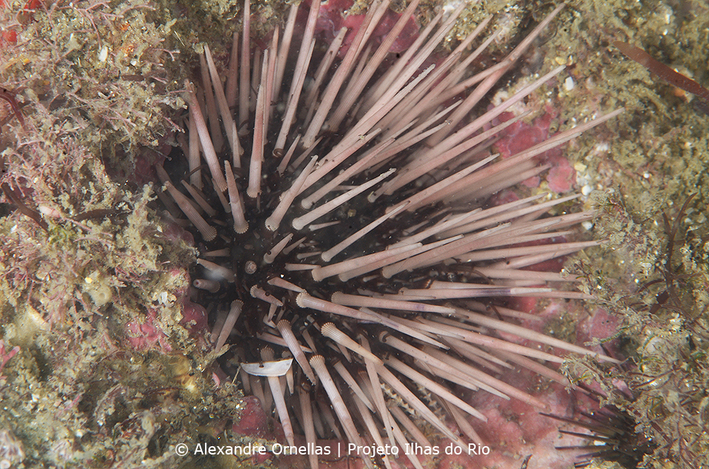 Paracentrotus gaimardi