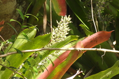 Aechmea mexicana image