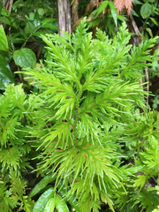 Selaginella plana
