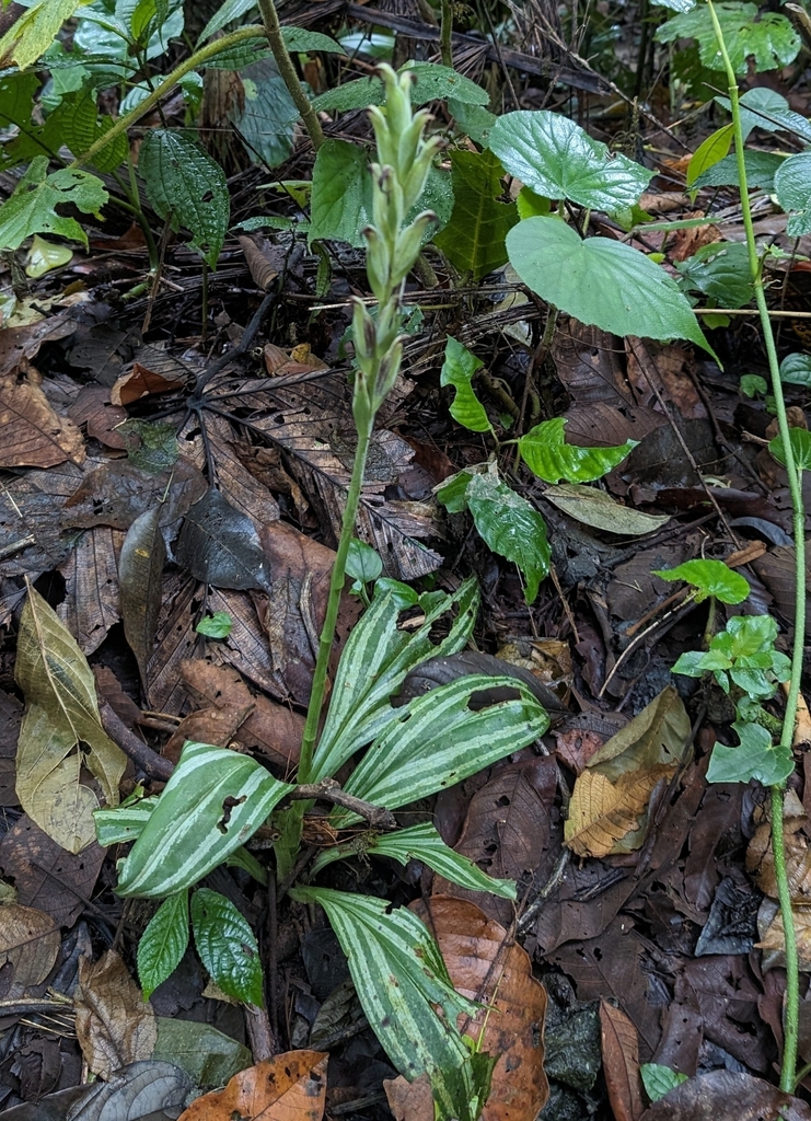 Sarcoglottis acaulis