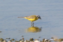 Motacilla flava flava