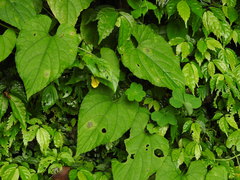 Thladiantha punctata