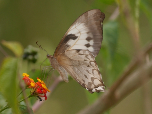 Noble Swallowtail
