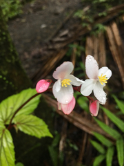Begonia decandra