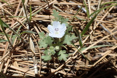Nemophila menziesii