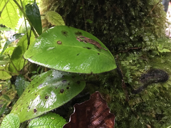 Elaphoglossum crinitum