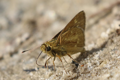 Amblyscirtes reversa