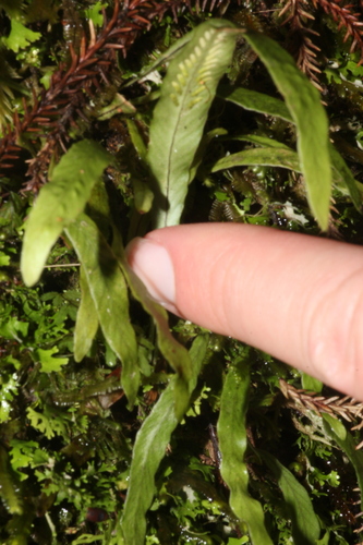 Notogrammitis billardierei observed 2024-02-11
