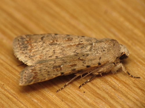 Pale Mottled Willow Moth