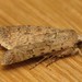 Pale Mottled Willow - Photo (c) Donald Hobern, some rights reserved (CC BY)