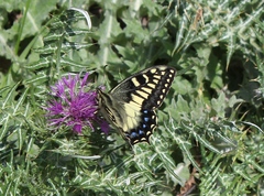Papilio hospiton