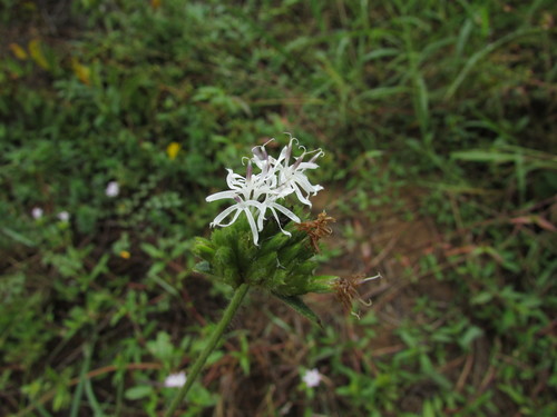Elephantopus hirtiflorus