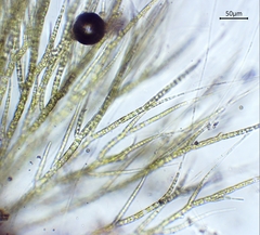 Chaetophora