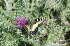 Papilio hospiton