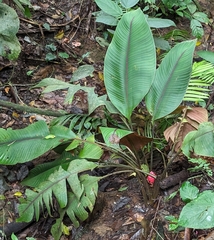 Heliconia reticulata image