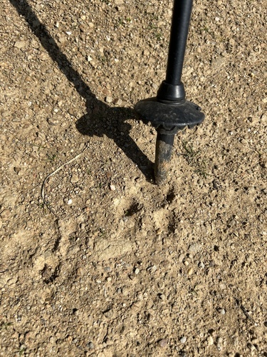 iNaturalist observation photo of Bobcat