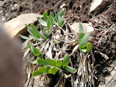 Allium nutans