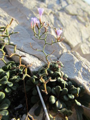 Limonium cancellatum