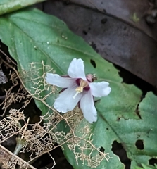 Jewel Orchid (Napeanthus)