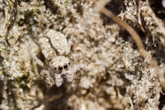 Attulus distinguendus