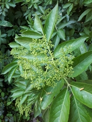 Sambucus nigra
