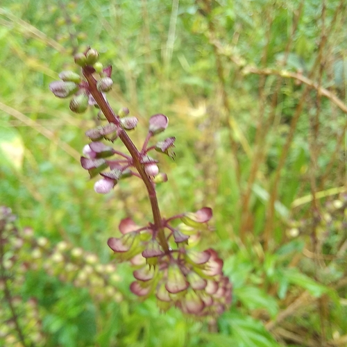 Image of Ocimum carnosum by (c) Patrícia Mees, some rights reserved (CC BY)