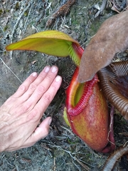 Nepenthes × kinabaluensis