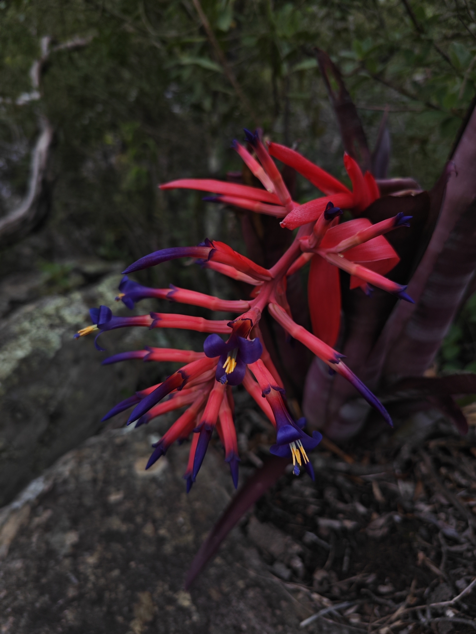 Imagem de Billbergia