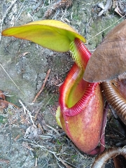 Nepenthes × kinabaluensis