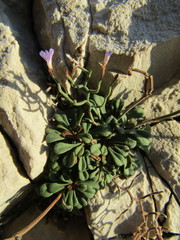 Limonium cancellatum