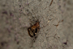 Akanthomyces