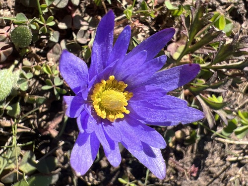 Image of Anemone caroliniana by (c) Andy Jordan, some rights reserved (CC BY)
