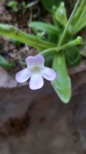 Pinguicula vallisneriifolia