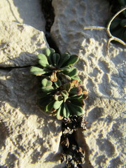 Limonium cancellatum