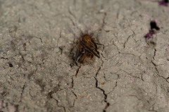 Akanthomyces