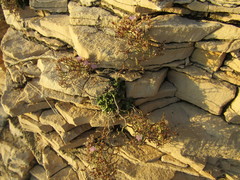 Limonium cancellatum