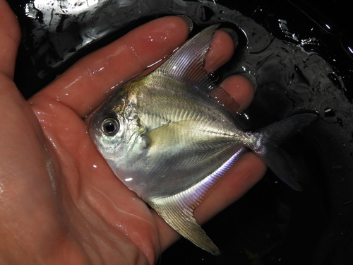 American harvestfish (Peprilus paru) — Stromateidae