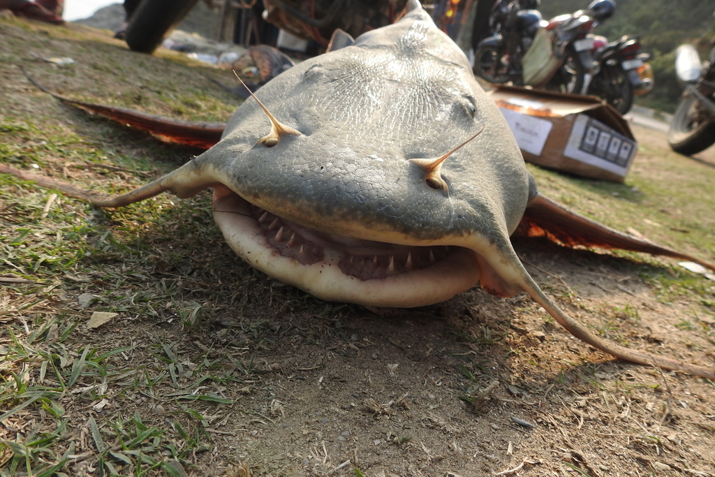 Devil catfish (Bagarius bagarius) — Sisoridae