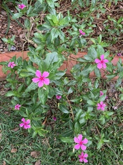 Catharanthus roseus image