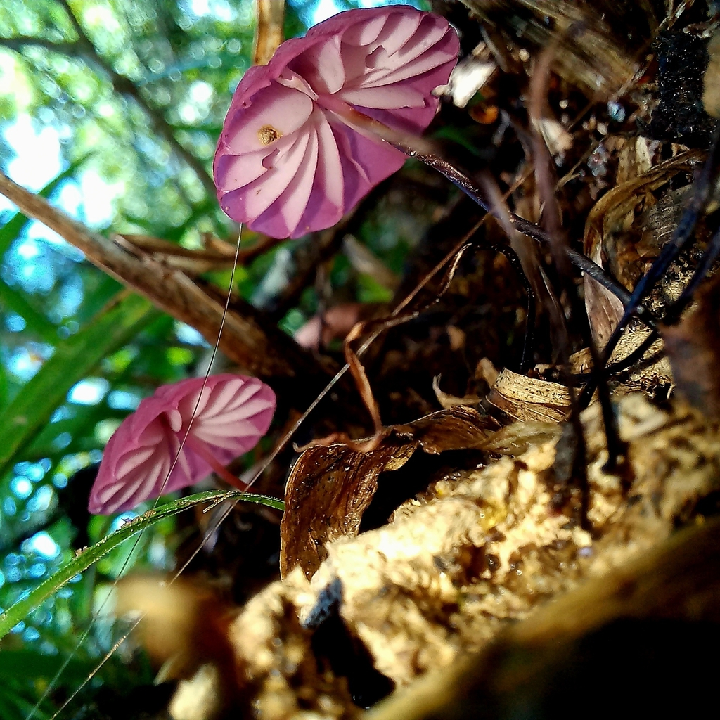 Marasmius haematocephalus · February 2024 · photo: © patricia_mees (iNaturalist, cc-by)