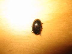 Euhemicera