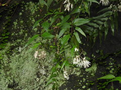 Eupatorium tashiroi