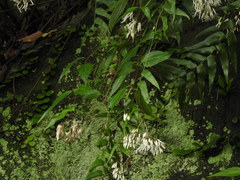 Eupatorium tashiroi