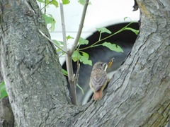 Phoenicurus phoenicurus