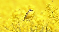 Motacilla flava flava