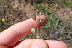 Thysanocarpus radians